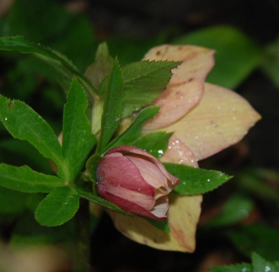 C9516a_Medium.jpg