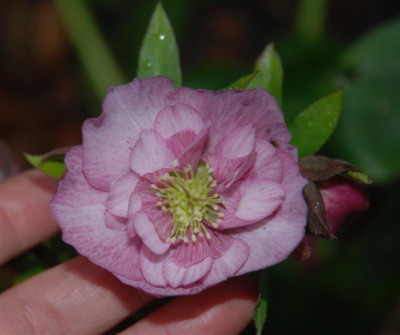 C9518a_Medium.jpg