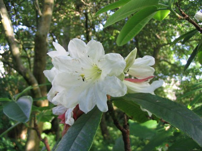 Rhododendron_auriculatum_Hortu.jpg