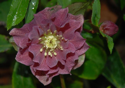 C9520a_Small.jpg
