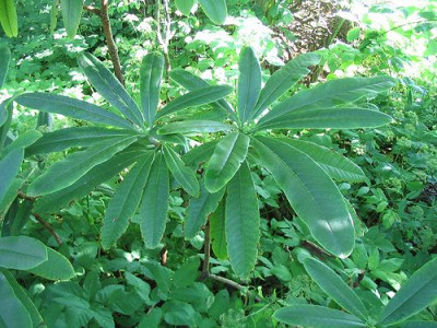 Rhododendron_calophytum_Blatter_Hortu.jpg