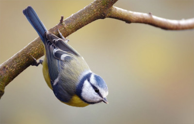blaumeise1.jpg