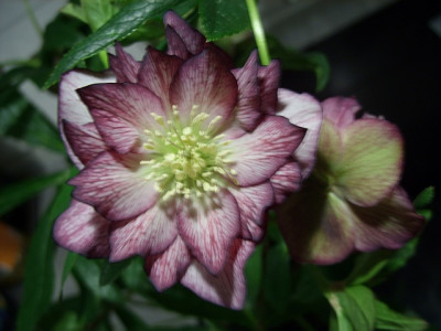 hellebore20.1.14_80.jpg
