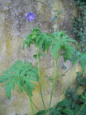 Geranium_pratense_Hortu.jpg