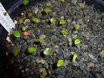 Eranthis_pinnatifida_Keimung_01.2014.JPG