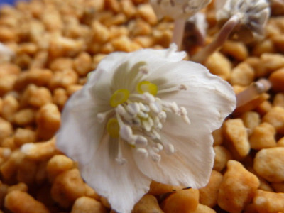 Eranthis_byunsanensis..JPG