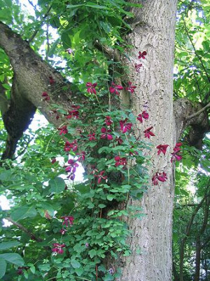 Clematis_in_Walnussbaum_Hortu.jpg