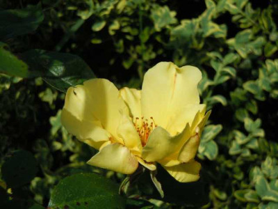 Maibilder_2014_011.JPG