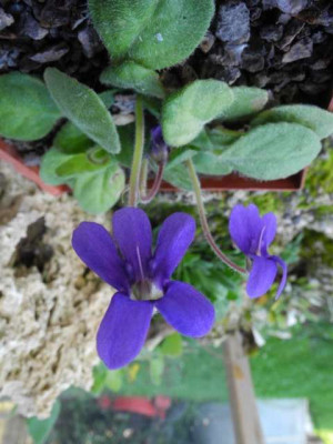 Petrocosmea_flaccida.jpg