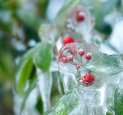 skimmia-on-the-rocks.jpg