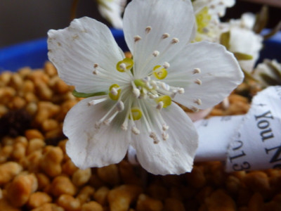 Eranthis_byunsanensis_2.JPG