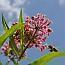 Sumpf-Seidenpflanze_Asclepias_incarnata.jpg