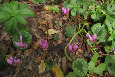stadtcyclamen01.jpg