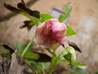 SS853469_80.jpg