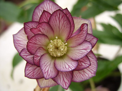 SS853511_80.jpg