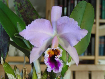 Cattleya20140124_kl.jpg