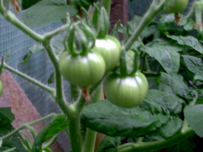 Garten8.07.05_007.jpg