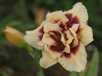 roswitha_2178.jpg