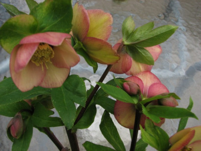 Hessenhof_picotee_2014_auen.jpg