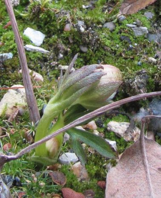 Helleborus-liguricus_oder.jpg
