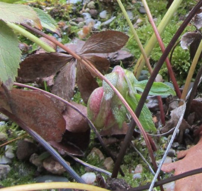 Helleborus-liguricus1a.jpg