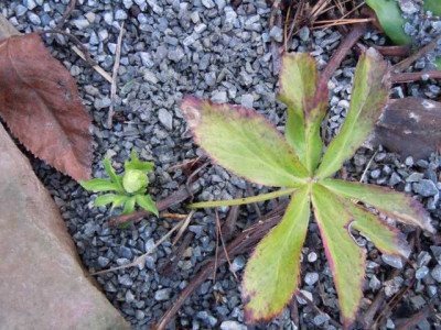 helleborus_liguricus__Knospe_jan_14.JPG