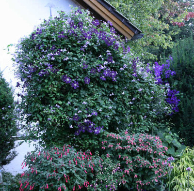 Cl.vit.Etoille_Violett_u.Betty_Corning0311b.jpg