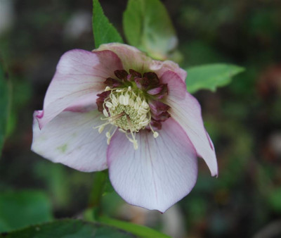 C9552a_Medium.jpg