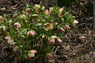 Helleborus1613a.jpg