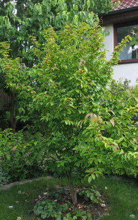 IMG_8257-002.JPG