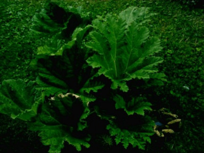 gunnera.jpg
