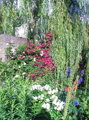 Clematis_Mme._Julia_Correvon_Hortu.jpg
