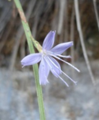 An_unknown_plant_Nr.1.jpg