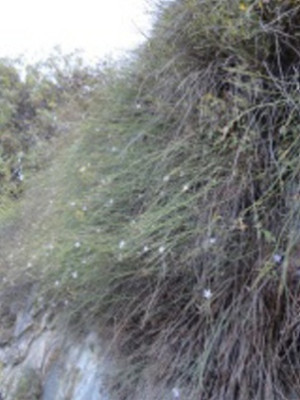 An_unknown_plant_Nr.2.jpg