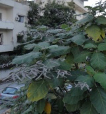 An_unknown_tree_1.jpg