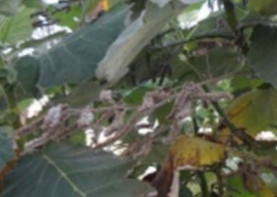 An_unknown_tree_2.jpg