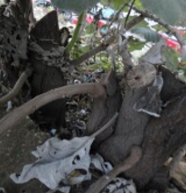 An_unknown_tree_4.jpg