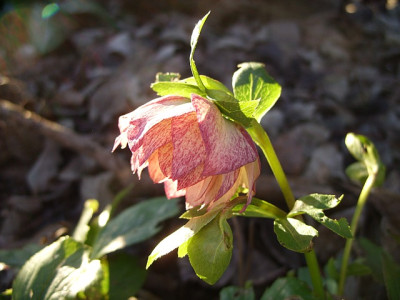 SS853544_helleborus_gefullt_hell_1_80k.jpg