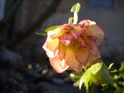 SS853537_helleborus_gefullt_hell_2_80k.jpg