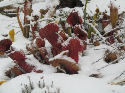Sarracenienwinter1a.jpg