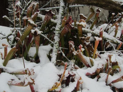 Sarracenienwinter2a.jpg