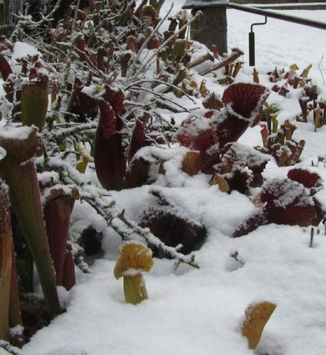 Wintersarracenien1.jpg