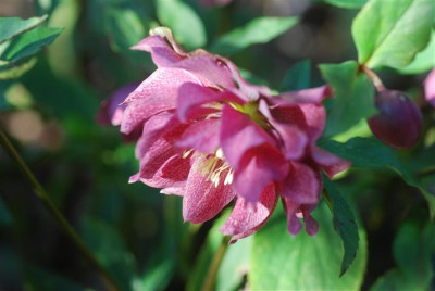 C9573_Small.JPG