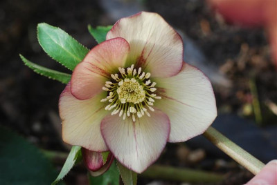 C9595_Small.JPG
