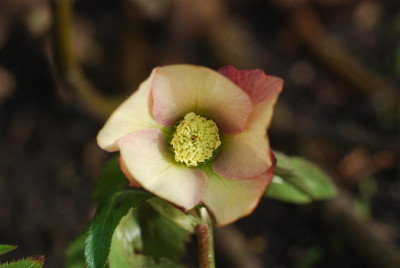 C9596_Medium.JPG