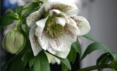 Helleborus0709a.jpg