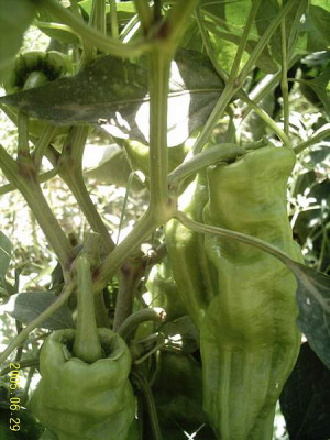 italien-paprika01.jpg