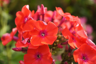 Phlox_Dauerbrand.jpg