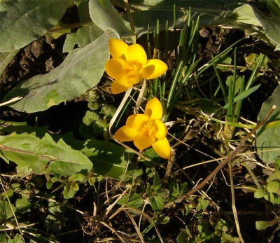 erste-Krokusse-310114.jpg