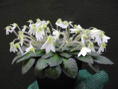Petrocosmea_rosettifolia.jpg